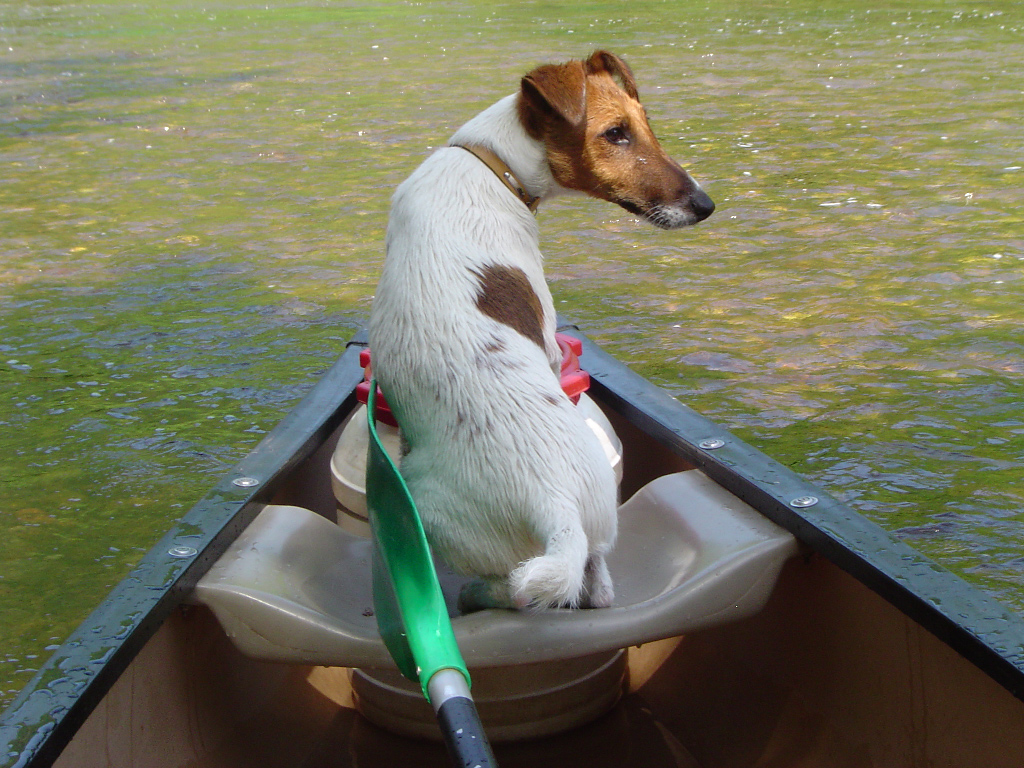 Fonds d'cran Animaux Chiens Attila kayakiste