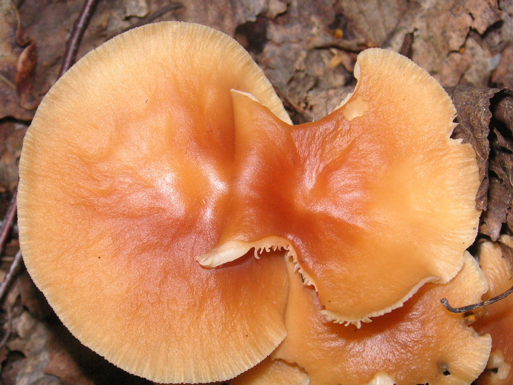 Fonds d'cran Nature Champignons champignons