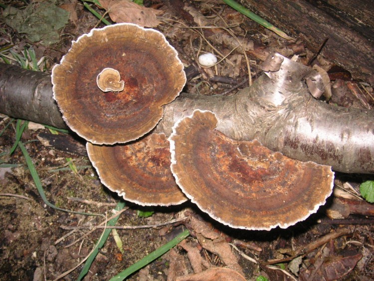 Fonds d'cran Nature Champignons Champignons