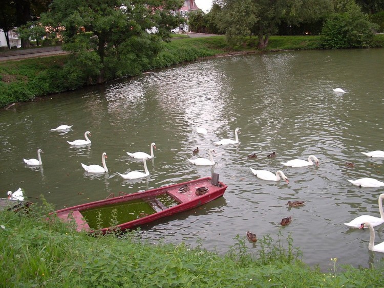 Fonds d'cran Nature Fleuves - Rivires - Torrents sur les bords du rhin