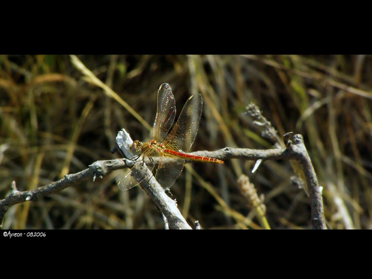 Fonds d'cran Animaux Insectes - Libellules Libellule-1