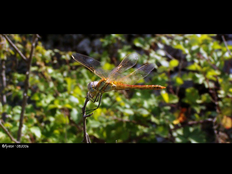 Fonds d'cran Animaux Insectes - Libellules Libellule-2