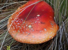 Fonds d'cran Nature hongo encontrado dentro del parque, Nevado de Colima