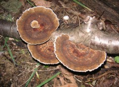 Fonds d'cran Nature Champignons