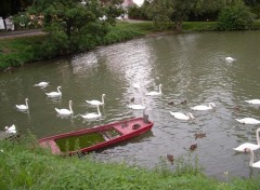 Fonds d'cran Nature sur les bords du rhin