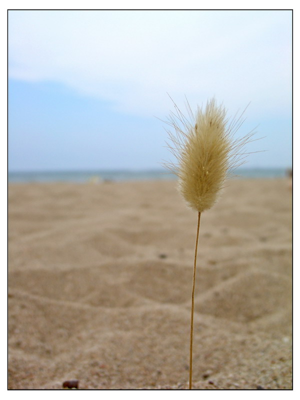 Fonds d'cran Nature Plantes - Arbustes Plage