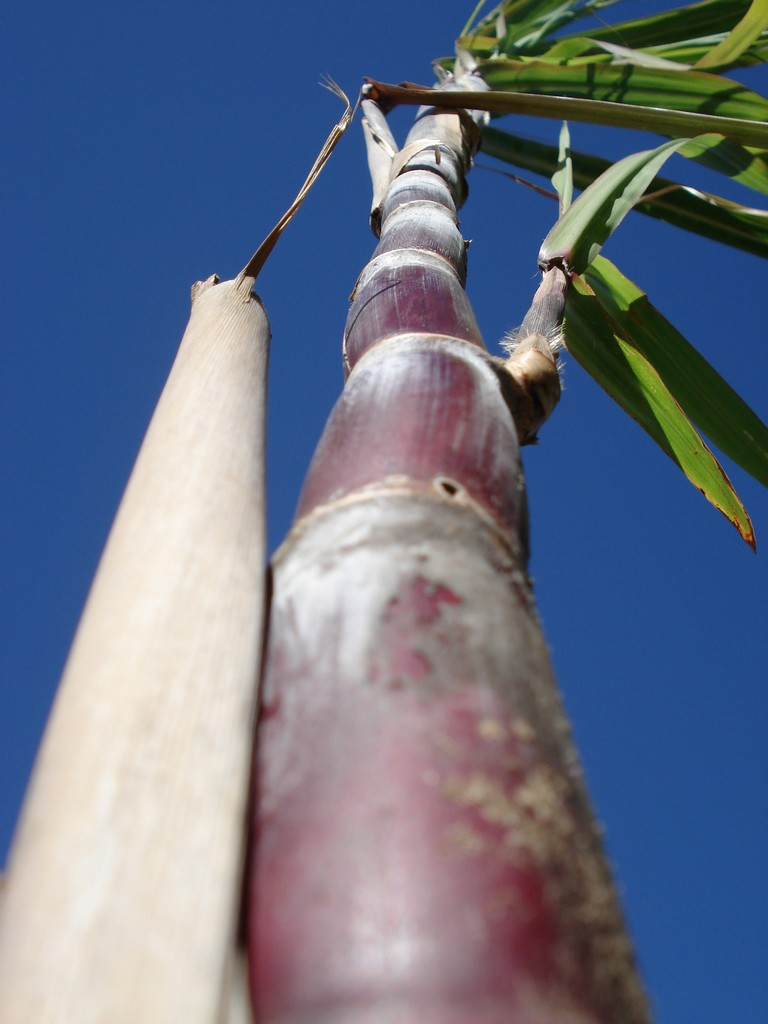 Wallpapers Nature Plants - Shrubs CANNE A SUCRE