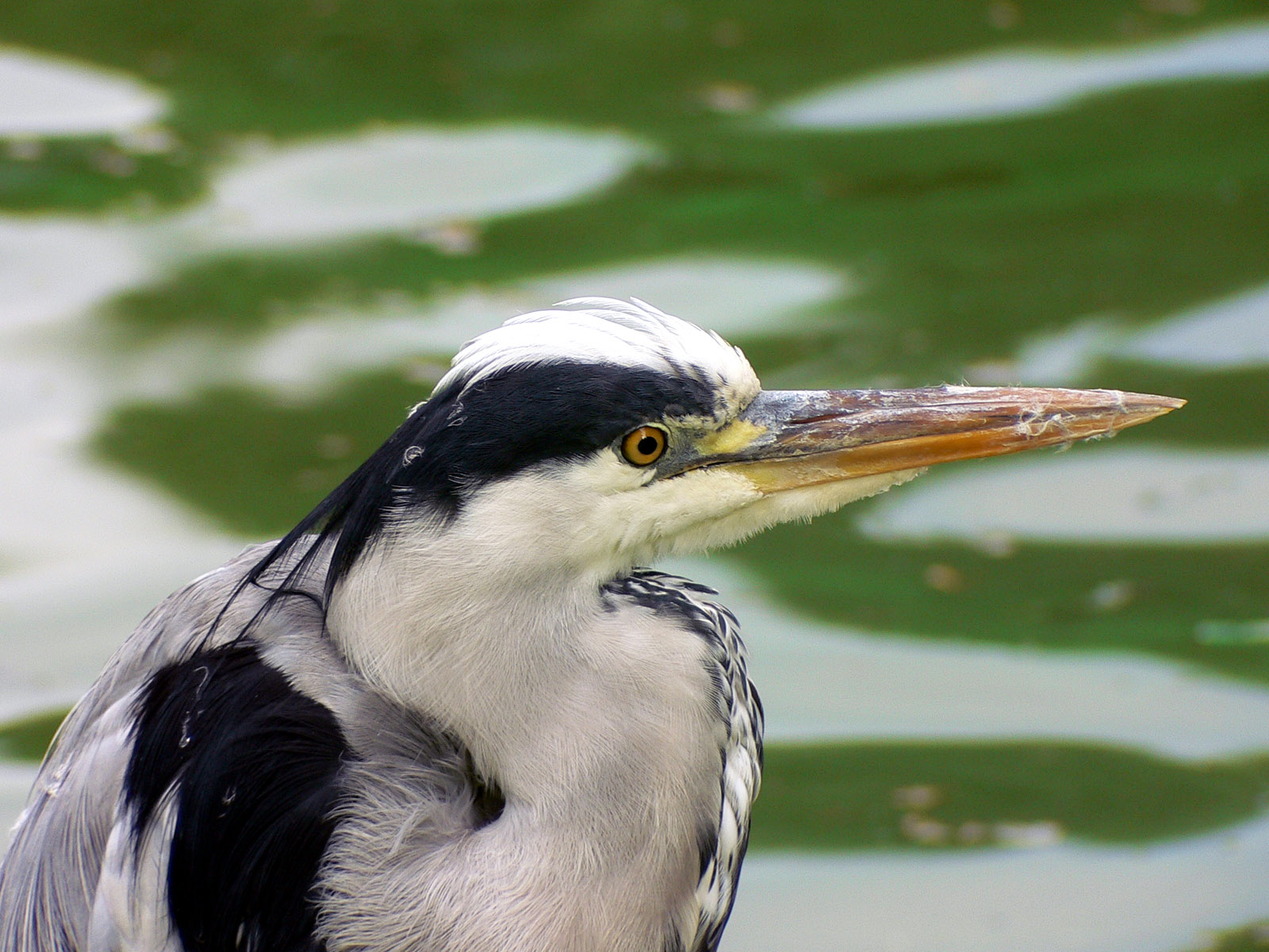 Fonds d'cran Animaux Oiseaux - Hrons heron heron petit.....