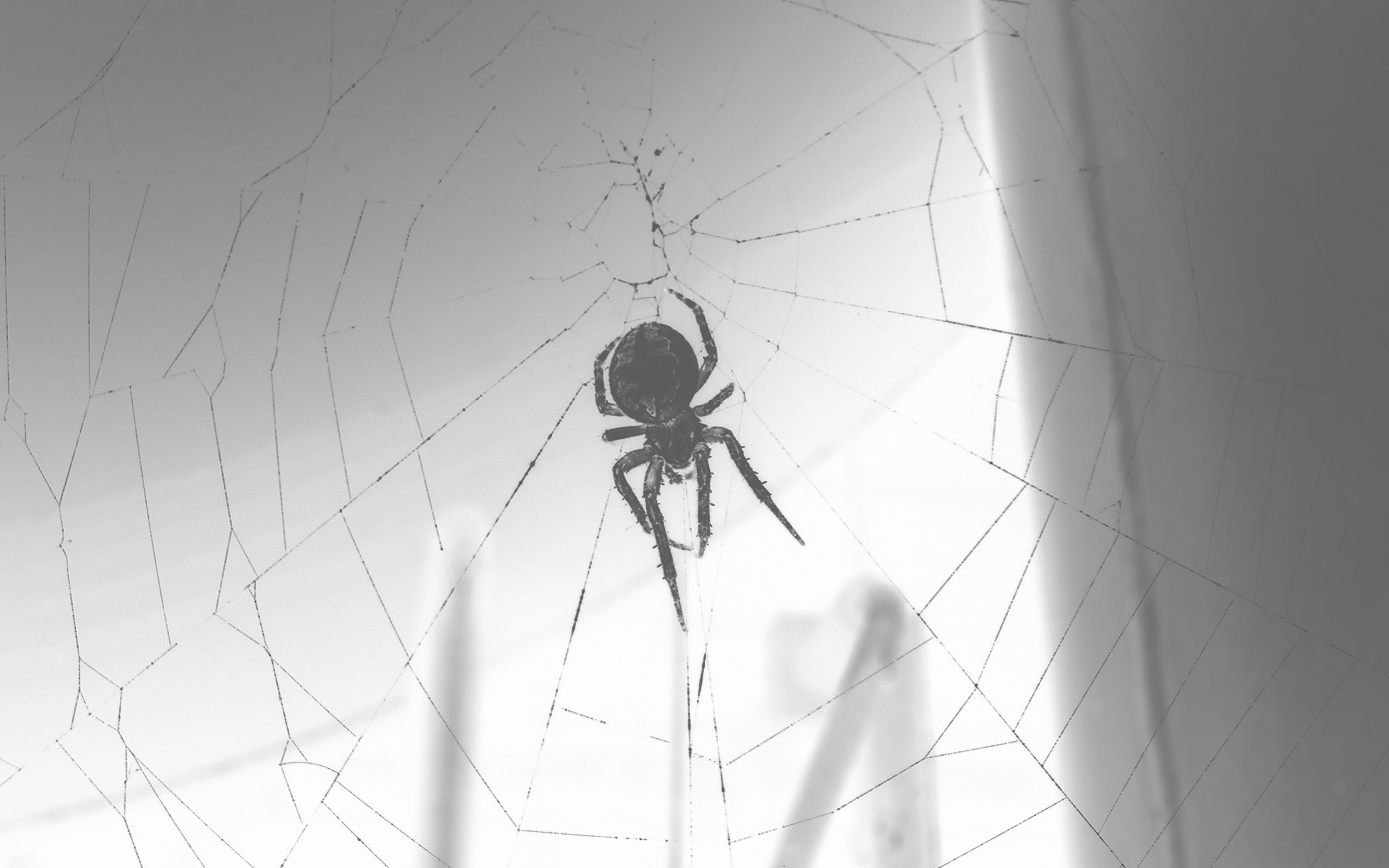 Fonds d'cran Art - Numrique Animaux Spider