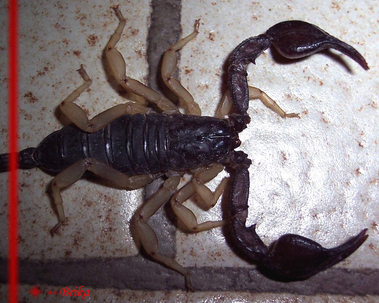 Wallpapers Animals Scorpions Scorpion