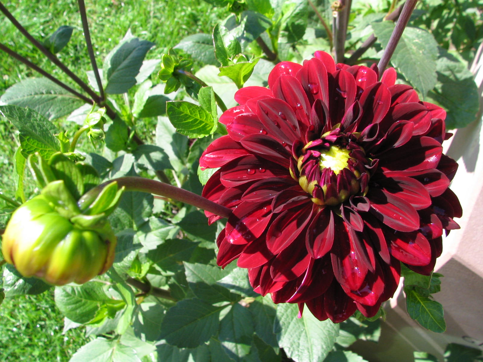 Fonds d'cran Nature Fleurs DANS LE JARDIN DE MES AMIS