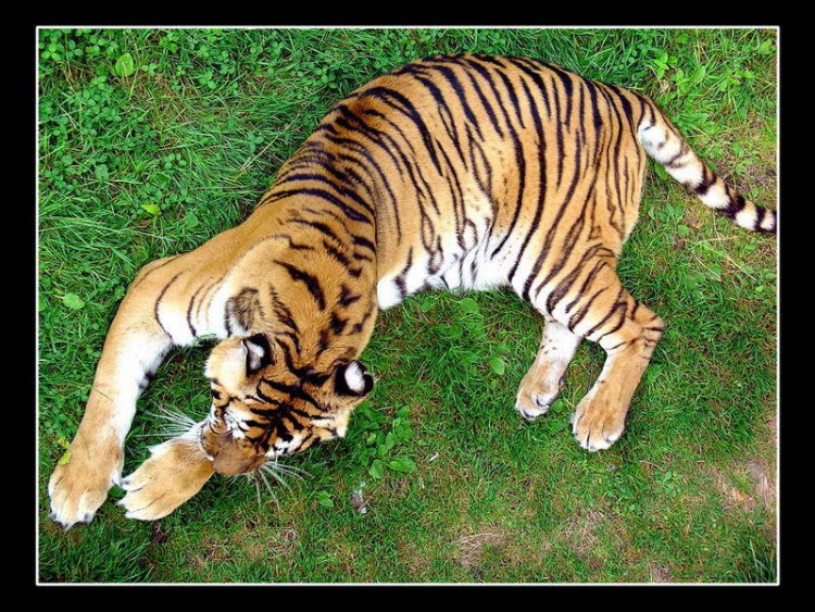 Fonds d'cran Animaux Flins - Tigres Tigre