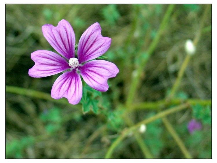 Fonds d'cran Nature Plantes - Arbustes Petite Fleur Violette