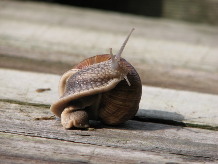 Wallpapers Animals Snails - Slugs Pnible !.....