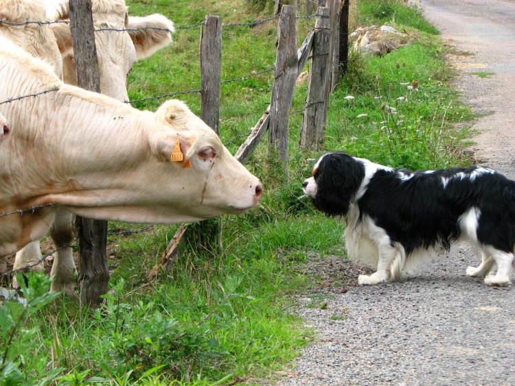 Fonds d'cran Animaux Vaches - Taureaux - Boeufs Curiosit, Quand tu nous tiens !