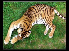 Fonds d'cran Animaux Tigre