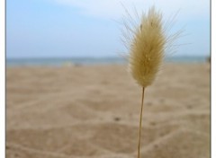 Fonds d'cran Nature Plage