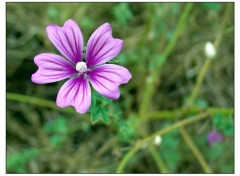 Wallpapers Nature Petite Fleur Violette