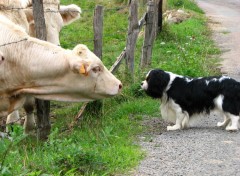 Fonds d'cran Animaux Curiosit, Quand tu nous tiens !