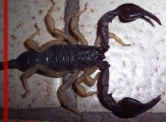 Wallpapers Animals Scorpion