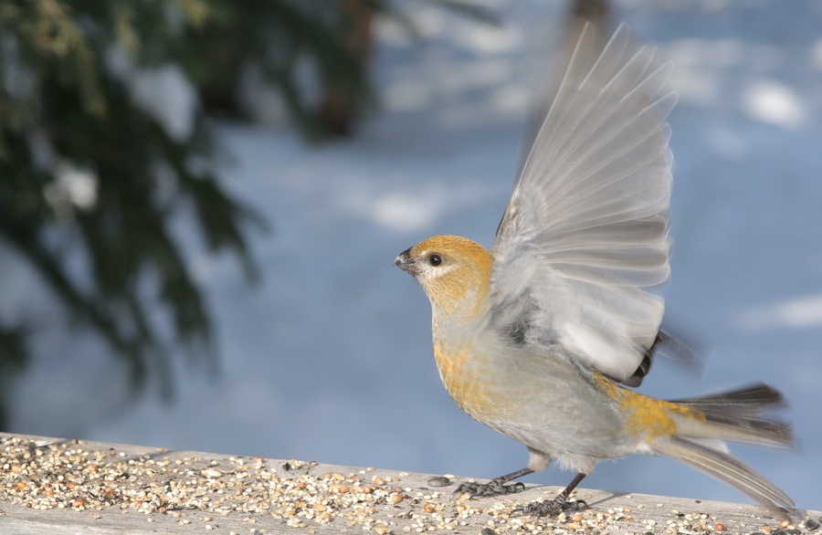 Fonds d'cran Animaux Oiseaux - Divers 