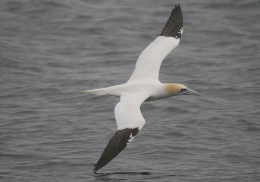 Fonds d'cran Animaux Oiseaux - Divers 