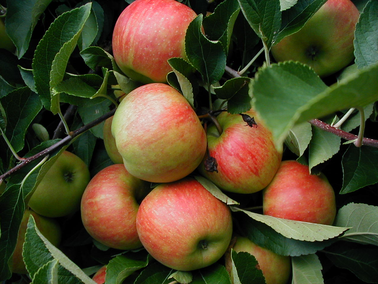 Wallpapers Nature Fruits VERGER EN ALSACE