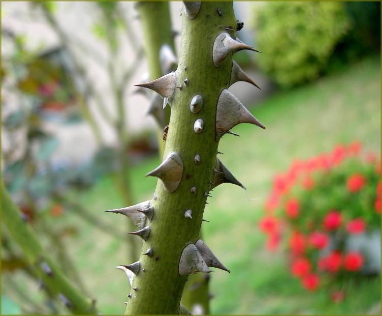 Fonds d'cran Nature Plantes - Arbustes Epines de rosier