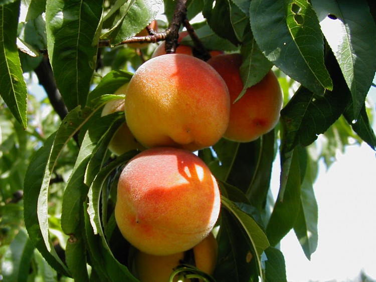 Wallpapers Nature Fruits VERGER EN ALSACE