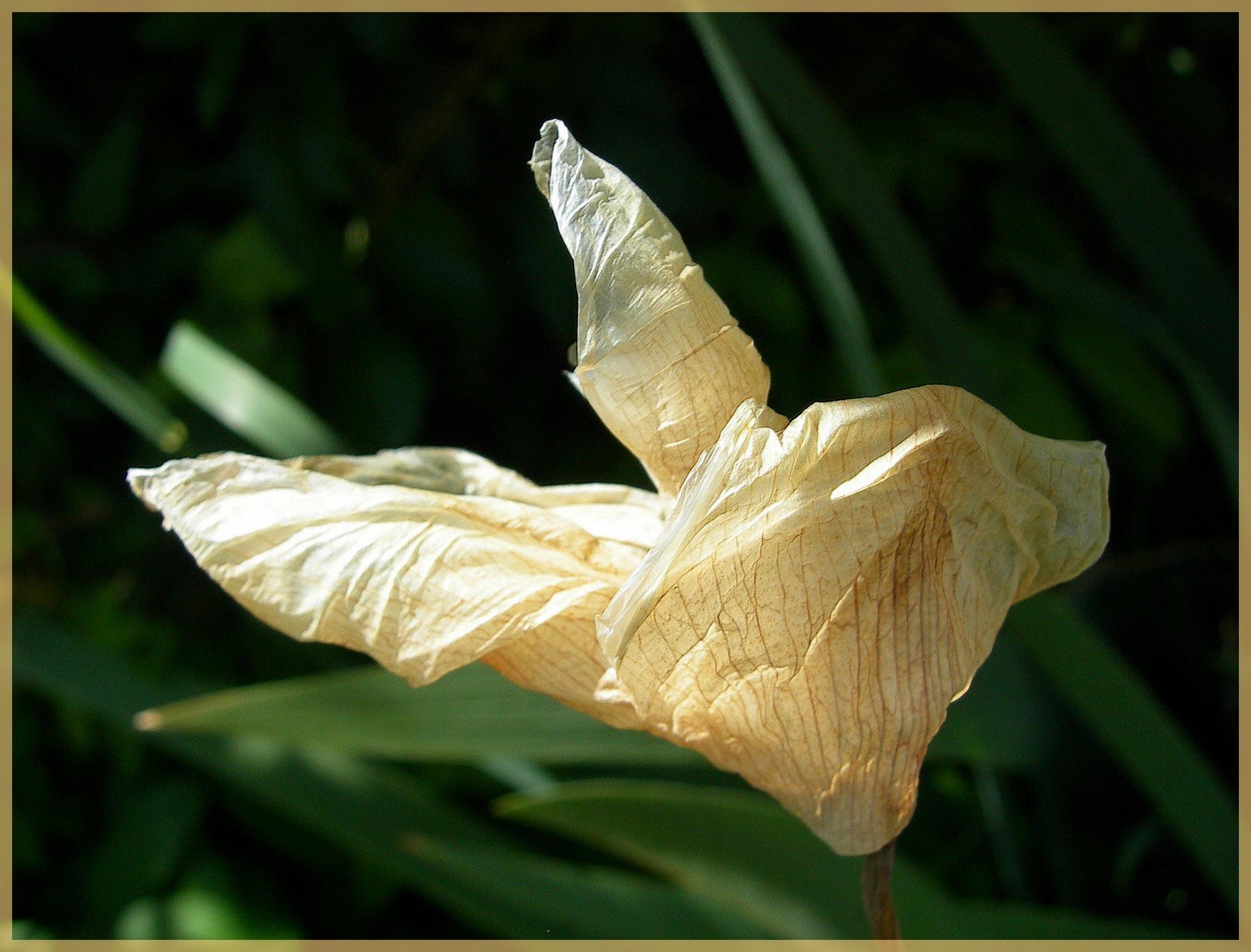 Wallpapers Nature Flowers Iris en fin de vie