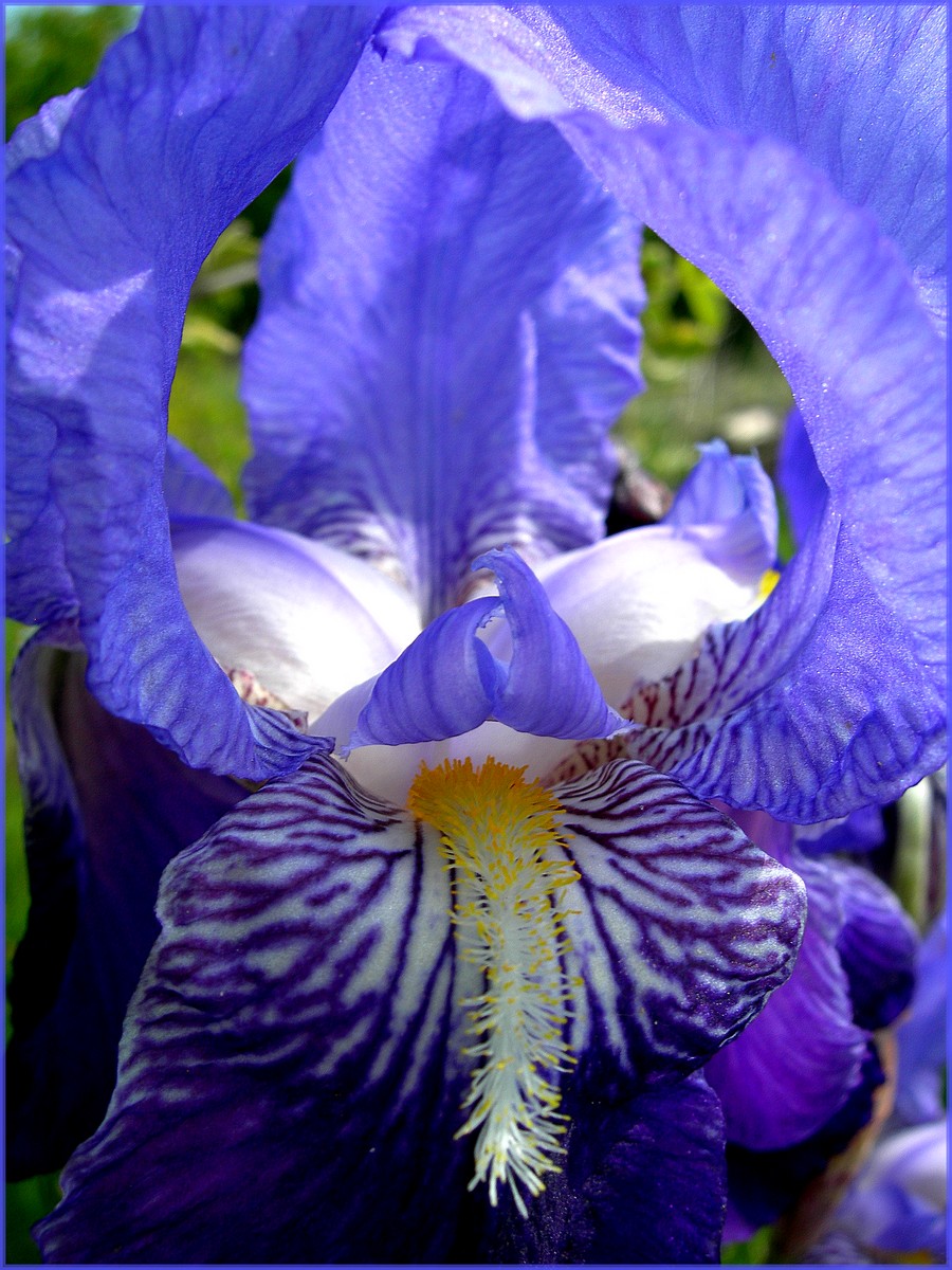 Wallpapers Nature Flowers Iris