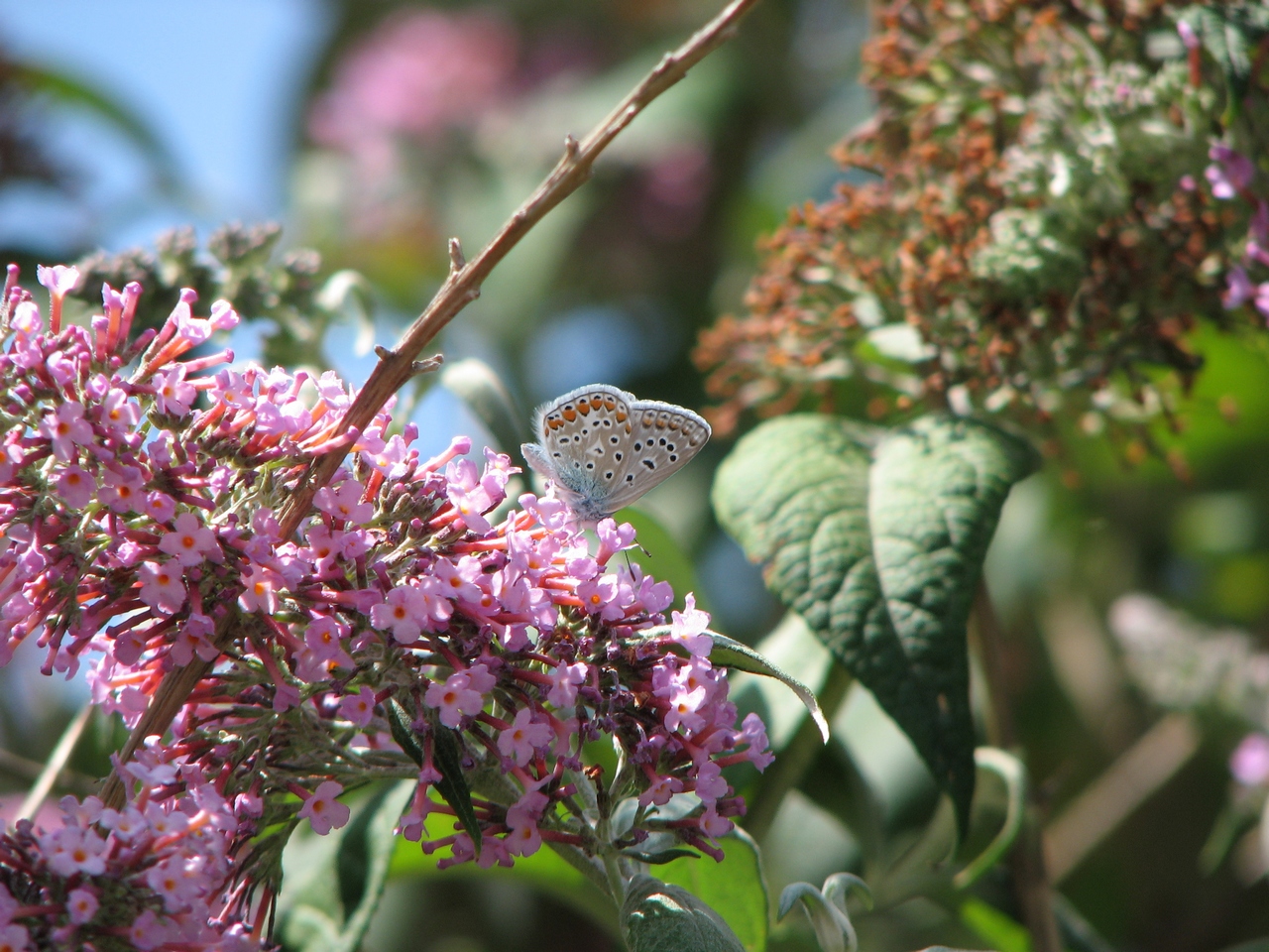 Wallpapers Nature Miscellaneous - Compositions Ce petit coin de nature....