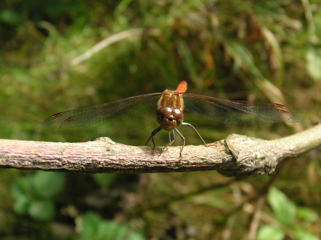 Fonds d'cran Animaux Insectes - Libellules Libellule