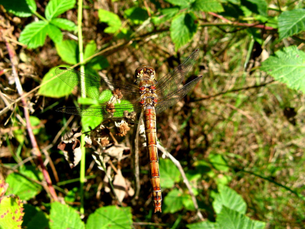 Wallpapers Animals Insects - Dragonflies libellule