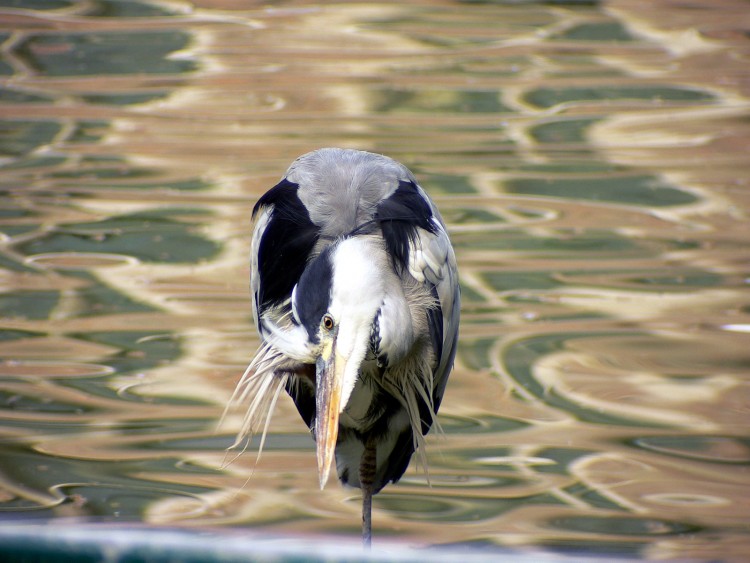 Fonds d'cran Animaux Oiseaux - Hrons grate grate a la tete