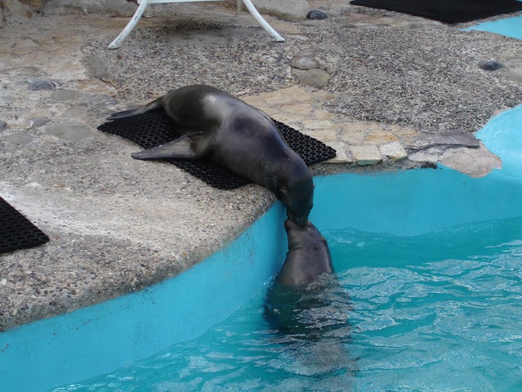 Wallpapers Animals Sealife - Sea lions embrasse moi idiot !