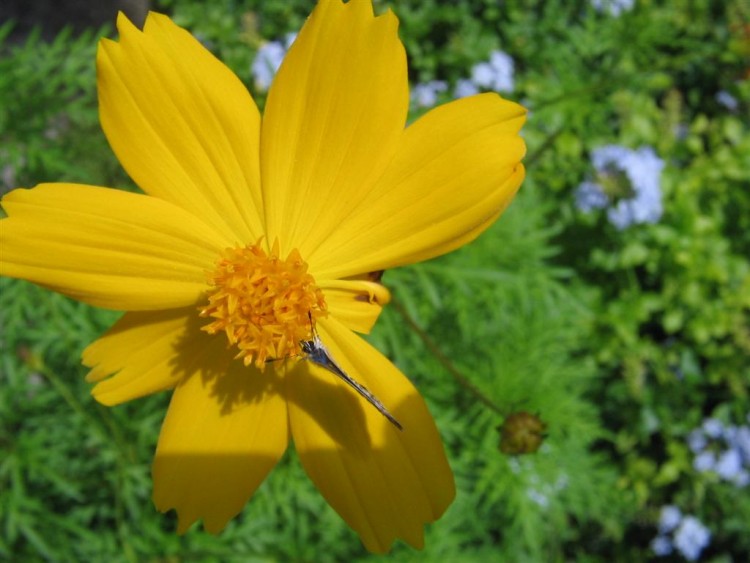 Fonds d'cran Nature Fleurs Un clin d'oeuil de la GAWADA