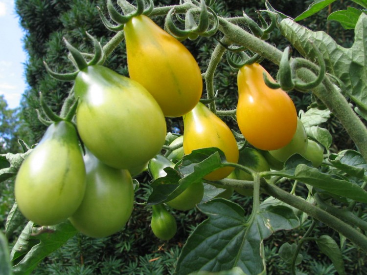 Fonds d'cran Nature Fruits DANS MON JARDIN