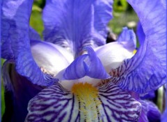 Wallpapers Nature Iris