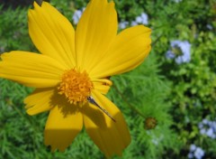 Fonds d'cran Nature Un clin d'oeuil de la GAWADA