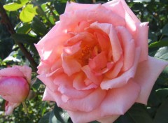 Fonds d'cran Nature ROSE DE MON JARDIN