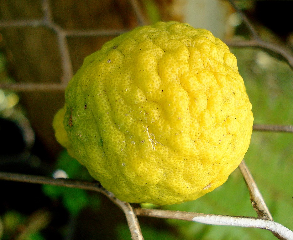 Fonds d'cran Nature Fruits CITRON GALET