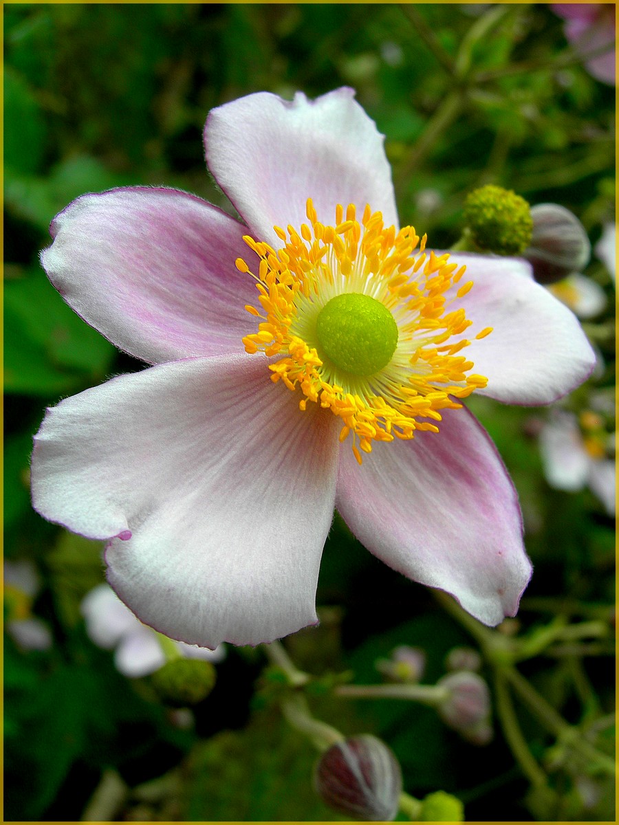 Wallpapers Nature Flowers Anmone du Japon