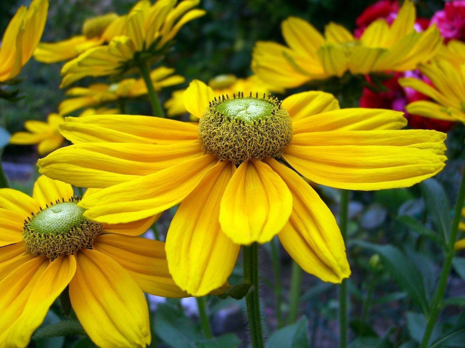 Fonds d'cran Nature Fleurs 