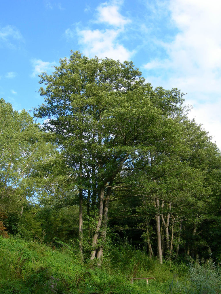 Fonds d'cran Nature Arbres - Forts Arbres sous une ciel bleu d'azur !