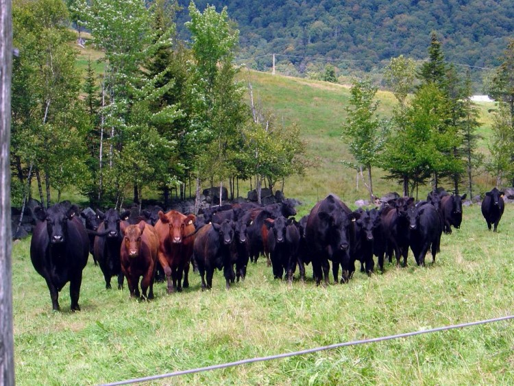 Fonds d'cran Animaux Vaches - Taureaux - Boeufs LA CHARGE