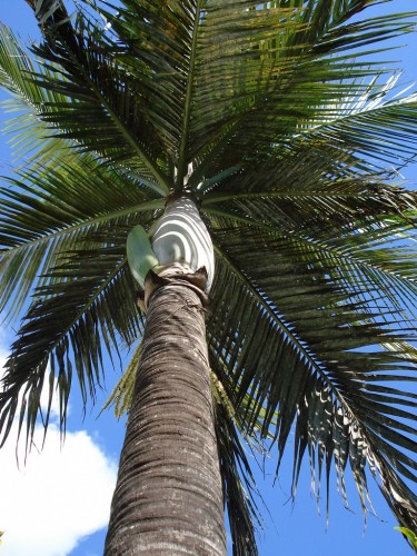 Fonds d'cran Nature Arbres - Forts COMME UN PARASOL