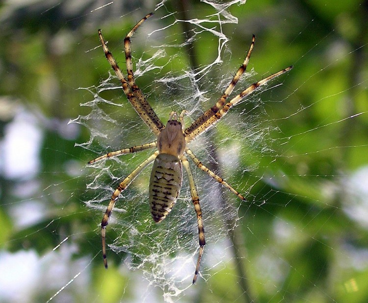 Fonds d'cran Animaux Araignes tite araigne sur sa toile