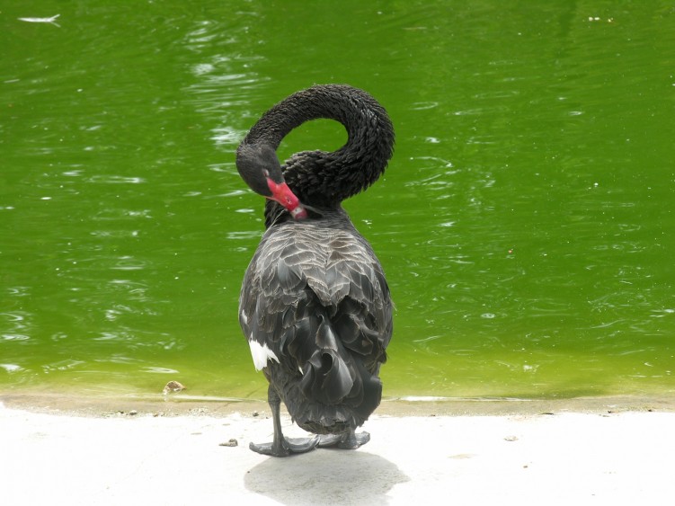 Fonds d'cran Animaux Oiseaux - Canards Signe noir