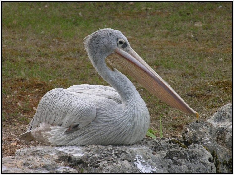 Fonds d'cran Animaux Oiseaux - Canards Pelican